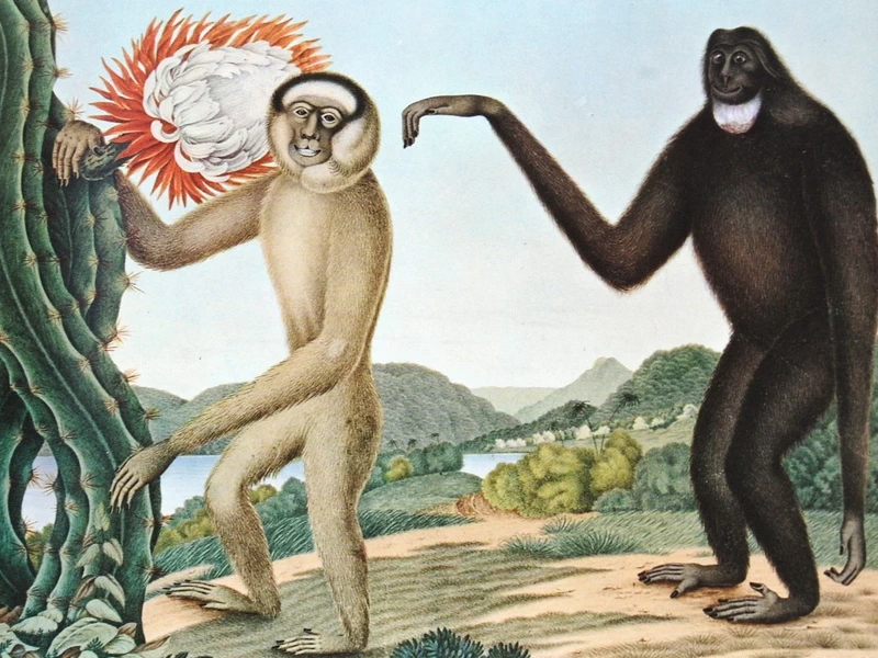 1803-Aloys Zötl - Bestiario